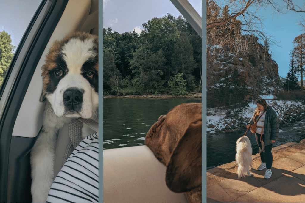 Dog Travel Essentials